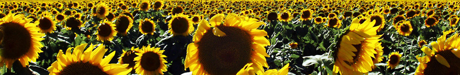 COLLA DE GEGANTERS I GRALLERS DE BELLVÍS Rotating Header Image